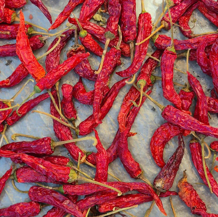 Chili-olie met Bird's Eye chili bio