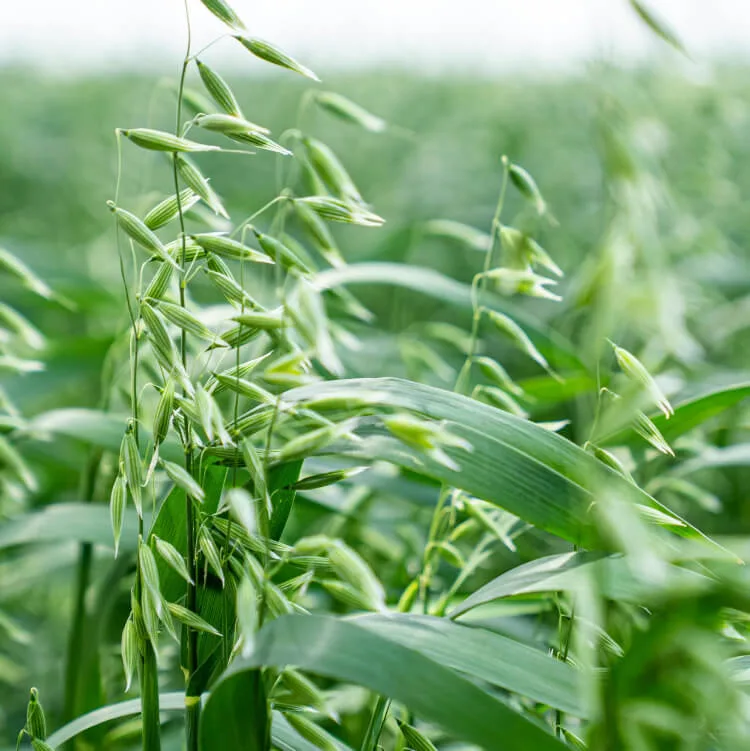 Havermout met appelbes, walnoten en honing