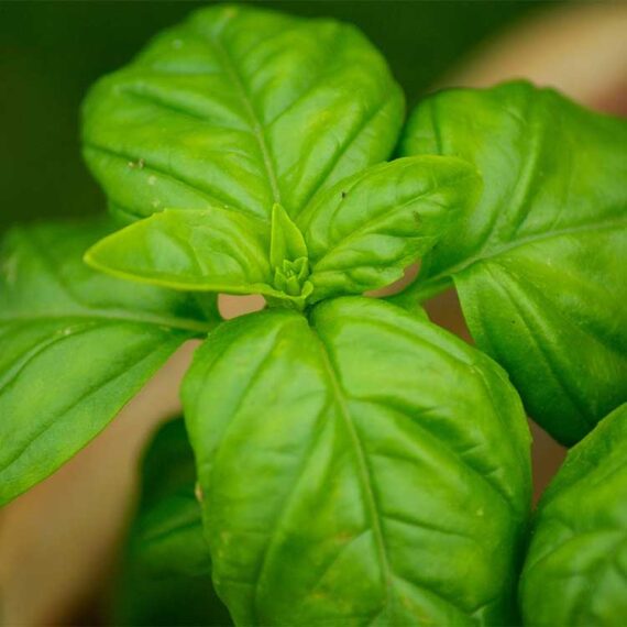 Plante de basilic 2