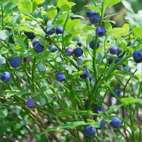 Plante de myrtille