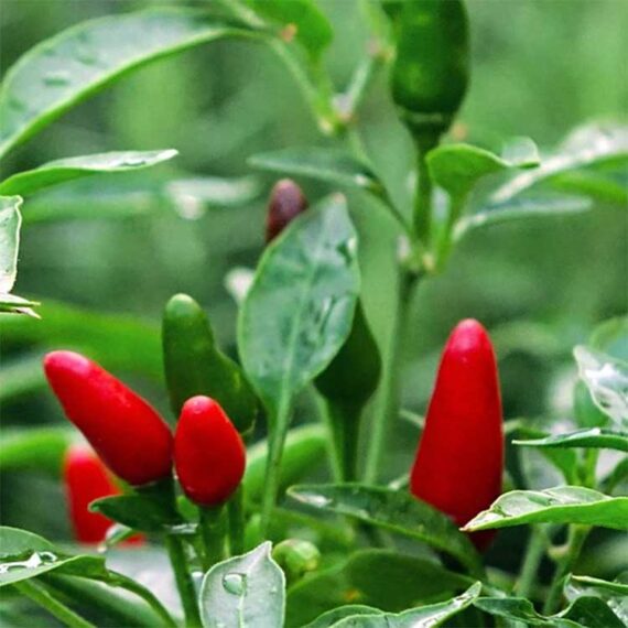 Piments oiseaux