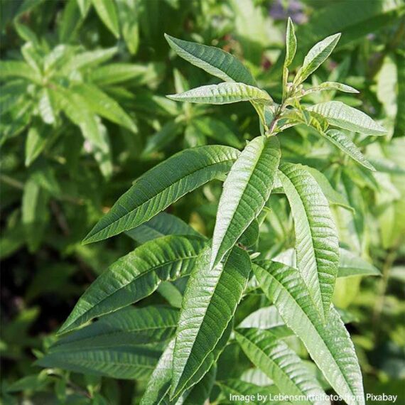 Verveine-citronnelle