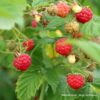 Feuille de framboisier bio