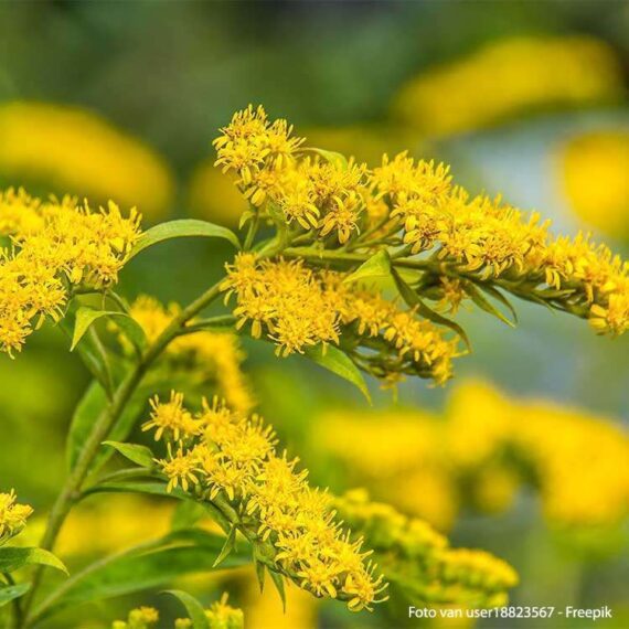 Plante de Solidago