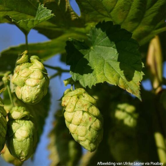 Cônes de houblon
