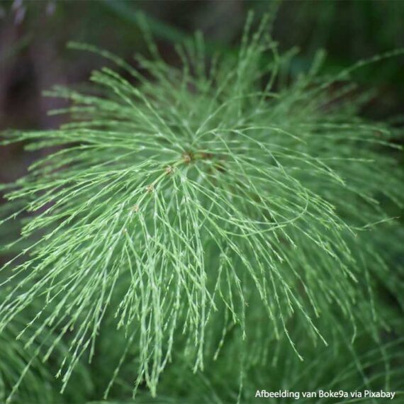 plante de Prêle des champs