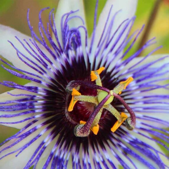 La passiflore (Passiflora incarnata) est une plante grimpante aux spectaculaires fleurs blanc-violet. Les composants de la passiflore ont notamment un effet calmant. La passiflore est originaire du sud-est des États-Unis, de l'Amérique centrale et de l'Amérique du Sud. La Passiflore y est utilisée depuis longtemps pour les troubles du sommeil. La passiflore est également très connue ici comme plante ornementale pour la plantation de pergolas, ... La passiflore est utilisée en phytothérapie principalement pour l'anxiété (y compris la peur de la chirurgie) et l'insomnie.