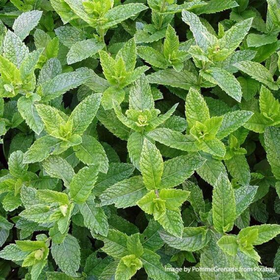Menthe poivrée-menthe-poivrée