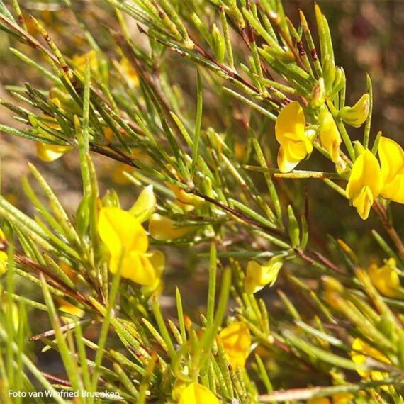 plante de rooibos