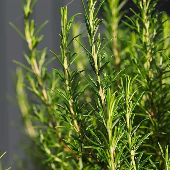 plante de romarin