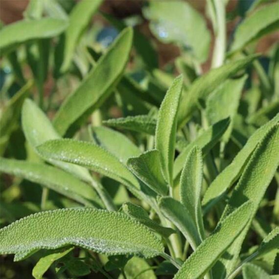 plante de sauge