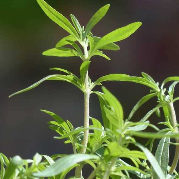Plante à sarriette