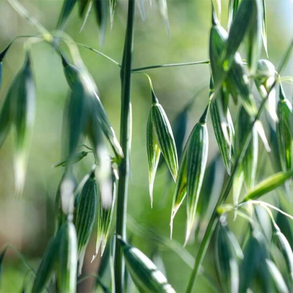 plante d'avoine