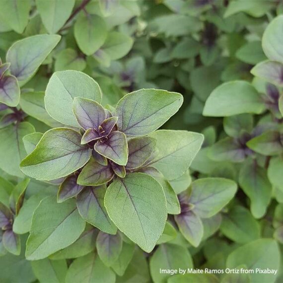 tulsi-basilic-sacré