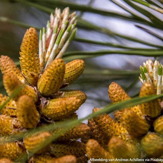 bourgeons de pin-Pin-Sylvestre