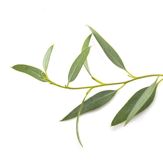 feuille d'eucalyptus
