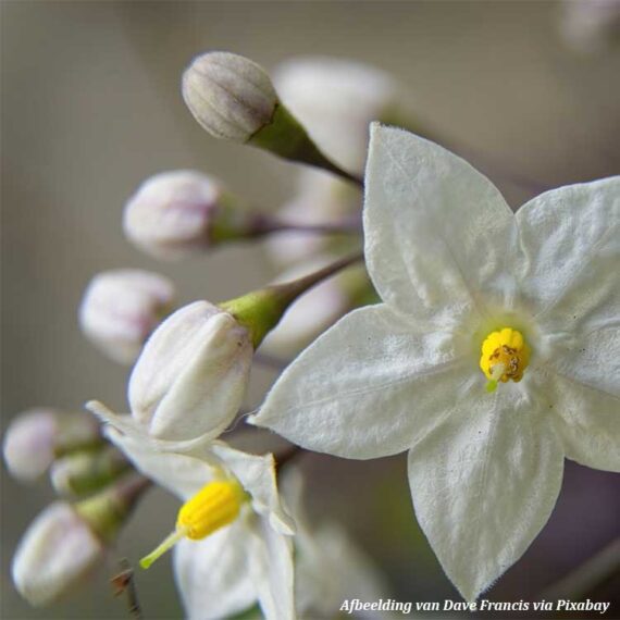 Jasmine-Jasmin
