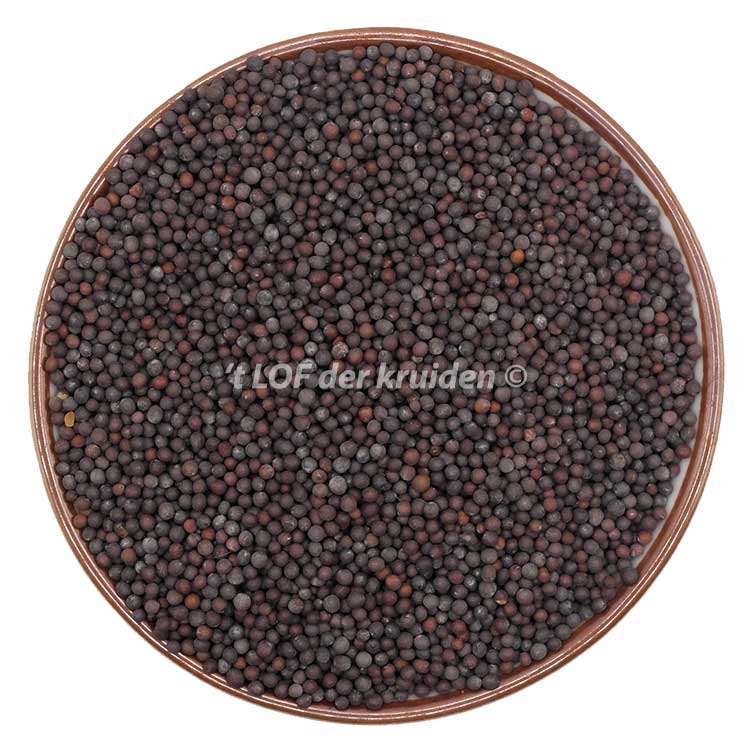 Moutarde noire bio