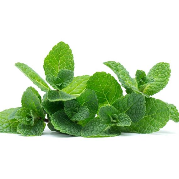 Plante de menthe poivrée