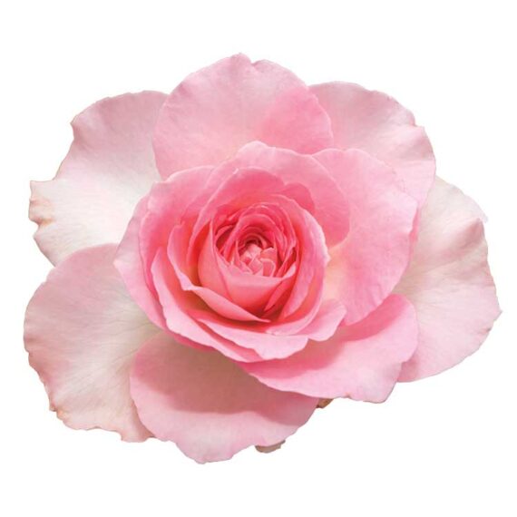 Rose-EO