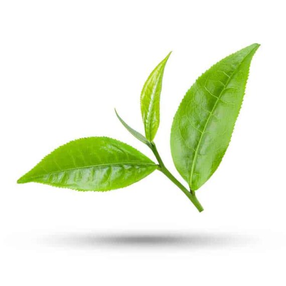 Tea-tree-EO