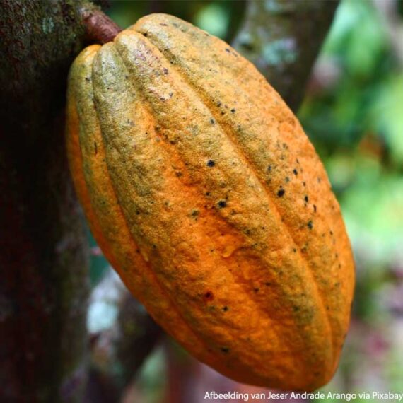 fruit du cacao