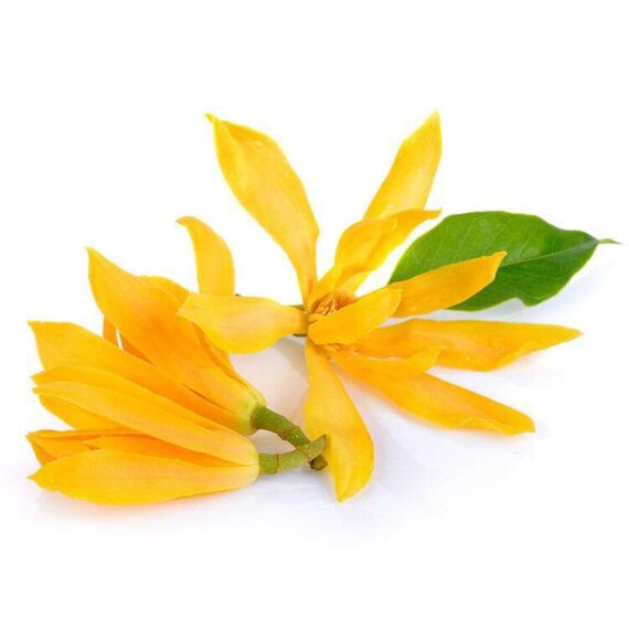 ylang-ylang-EO