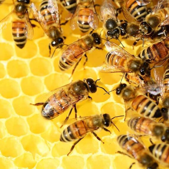 pollen d'abeille image