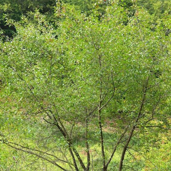 Plante d'Écorce de bourdaine
