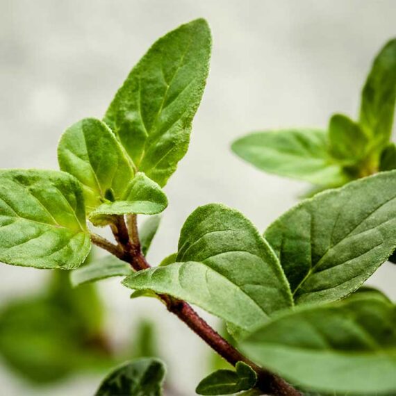 Plante d'origan