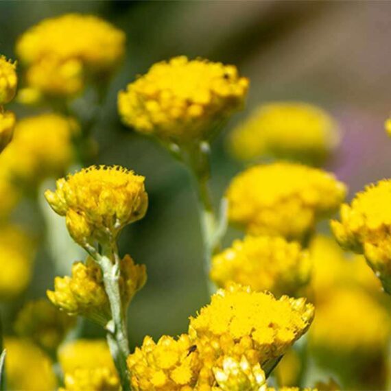 plante-Immortelle