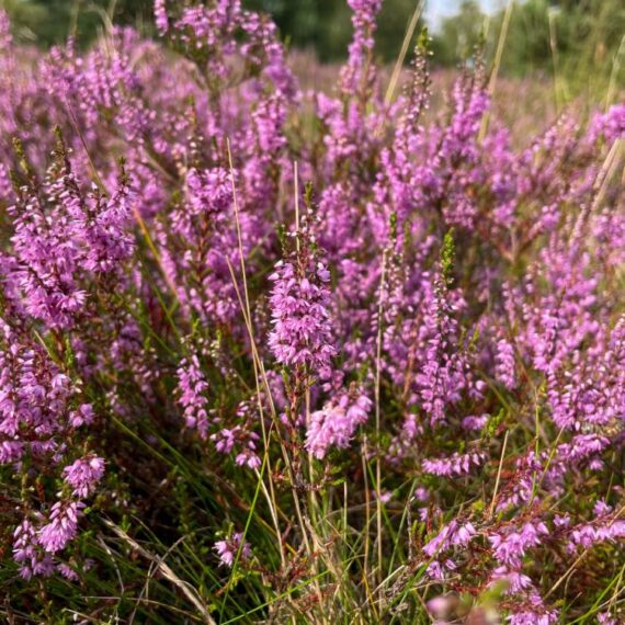 Fleurs de bruyère Bio - 50gr – Image 2