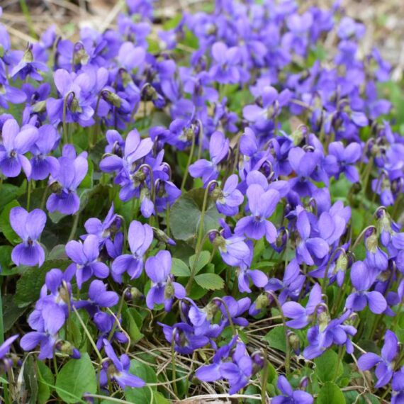 Violette odorante Bio - 25gr – Image 2