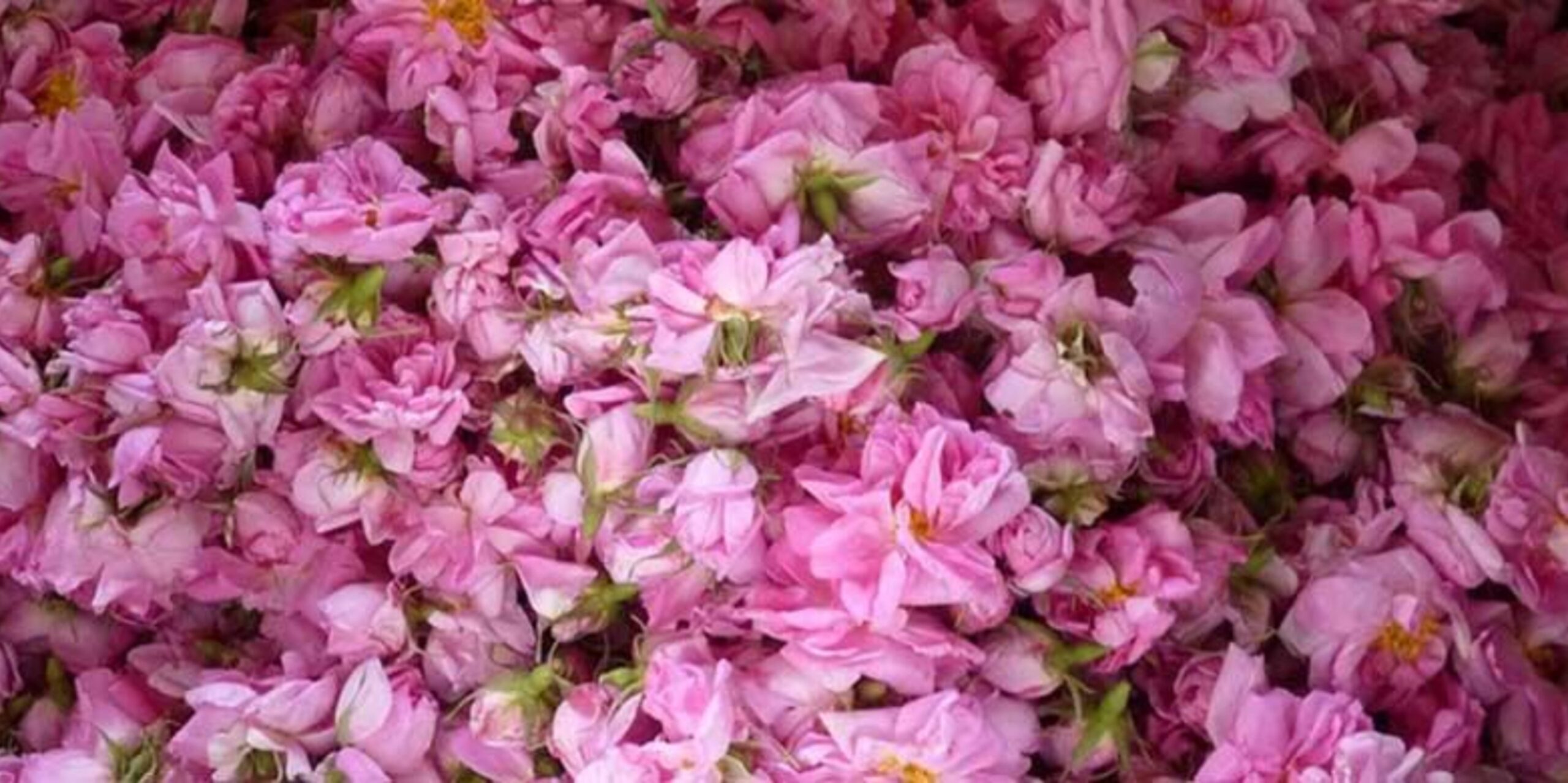 Huile de Rose Bio - 100 ml 2 Huile de Rose Bio - 100 ml – Image 2