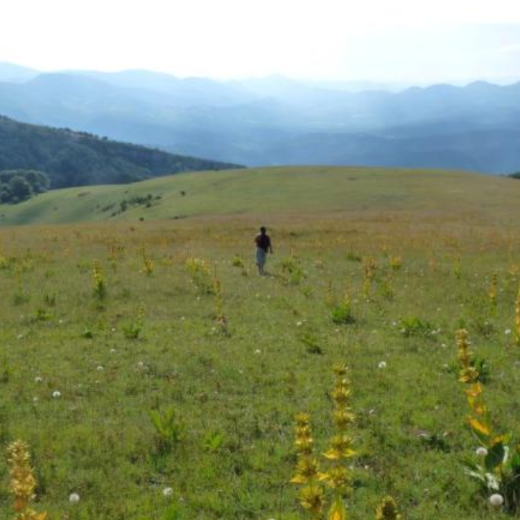 Teinture de Racine de gentiane Bio - 100 ml 2 Teinture de Racine de gentiane Bio - 100 ml – Image 2