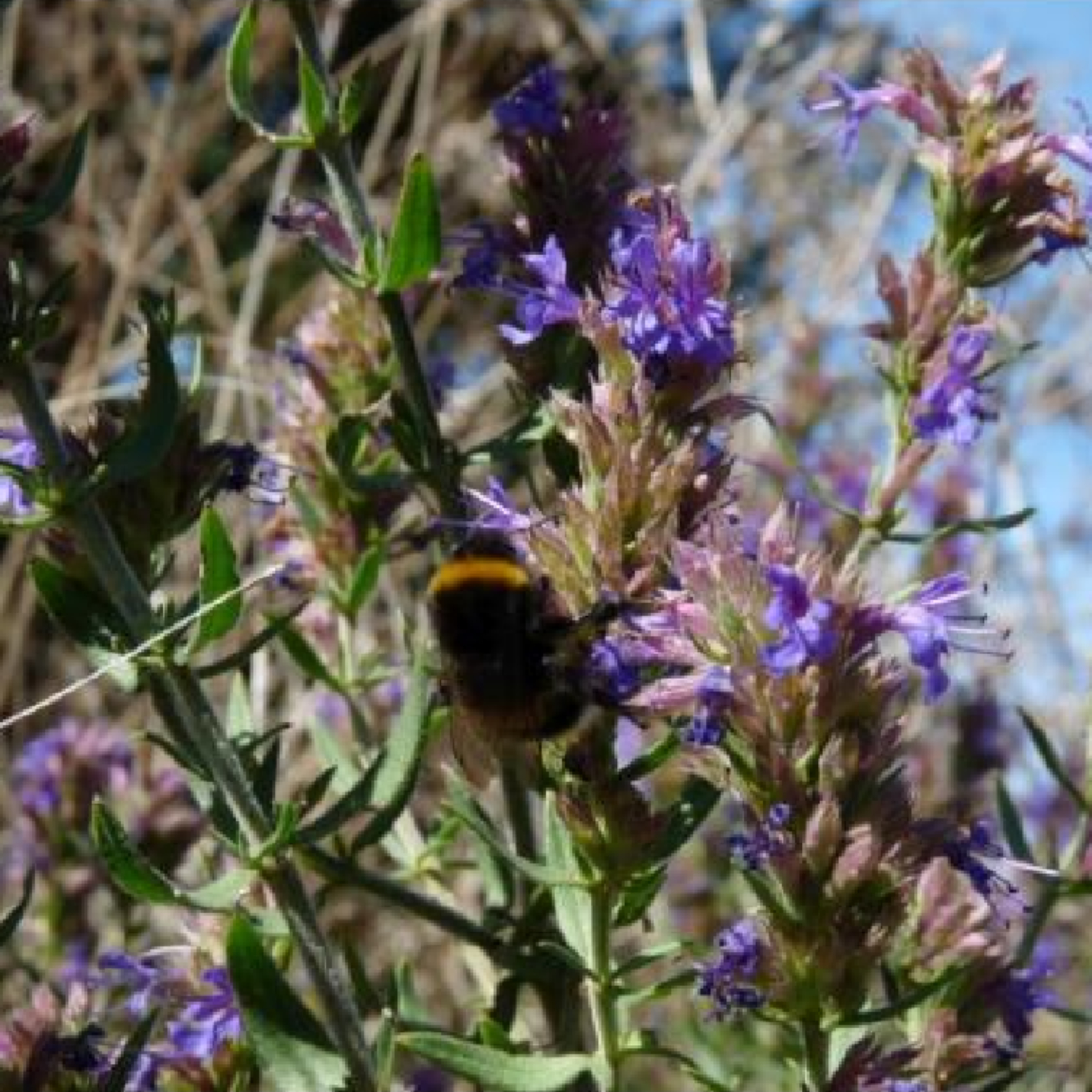 Teinture de Hysope bio - 100 ml 2 Teinture de Hysope bio - 100 ml – Image 2