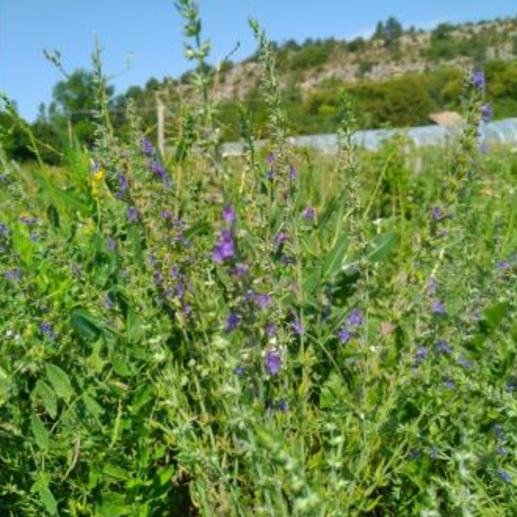 Teinture de Hysope bio - 100 ml 3 Teinture de Hysope bio - 100 ml – Image 3