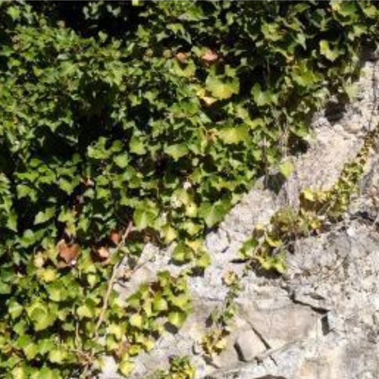 L'Huile de soin anti-cellulite Bio - 100 ml 2 L'Huile de soin anti-cellulite Bio - 100 ml – Image 2