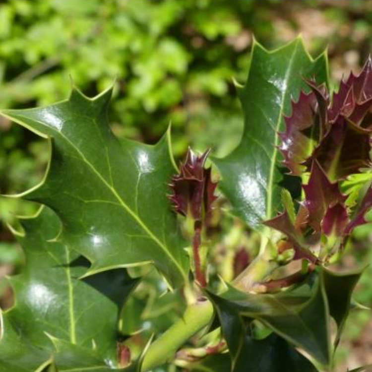 Macérat de Jeunes Pousses de Houx Bio - 30 ml 2 Macérat de Jeunes Pousses de Houx Bio - 30 ml – Image 2