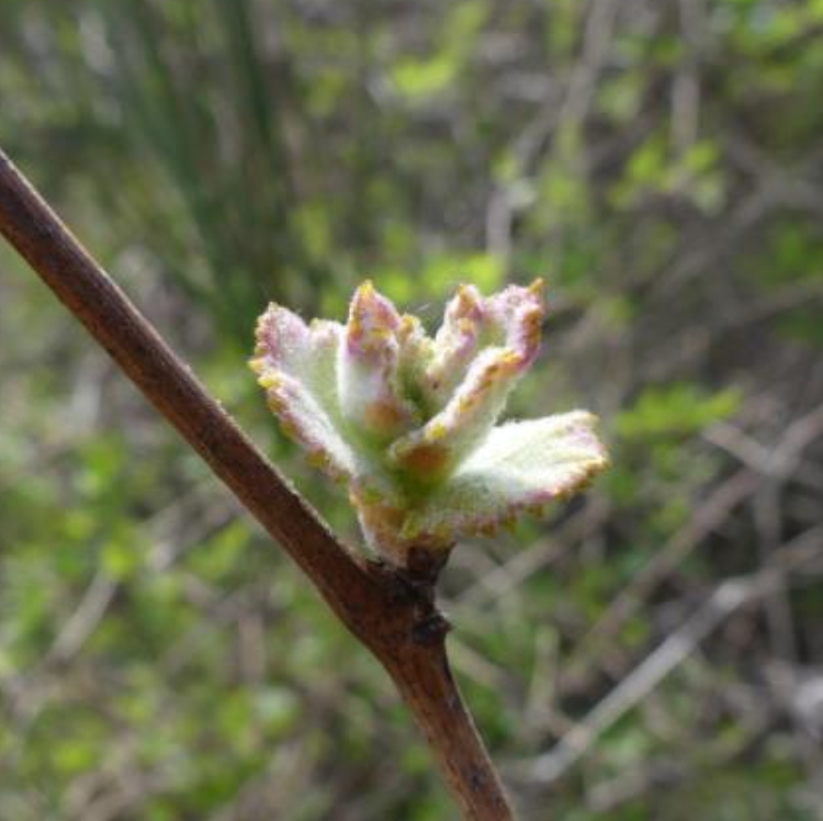 Macérat de Pousses de Vigne (Gemmo) Bio - 30 ml 2 Macérat de Pousses de Vigne (Gemmo) Bio - 30 ml – Image 2