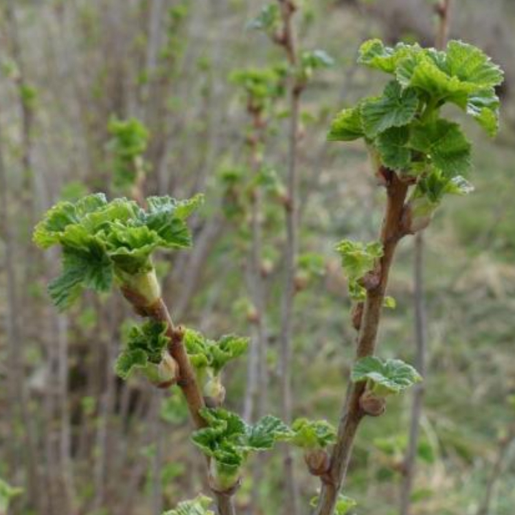 Macérat de Bourgeons de Cassis (Gemmo) Bio - 30 ml 2 Macérat de Bourgeons de Cassis (Gemmo) Bio - 30 ml – Image 2